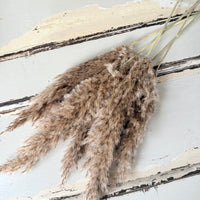 Naturally Dried Reed Canary Grass / Mischanthus Grass / Mini Pampas Grass