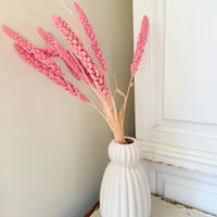 Dried Setaria / Foxtail Millet