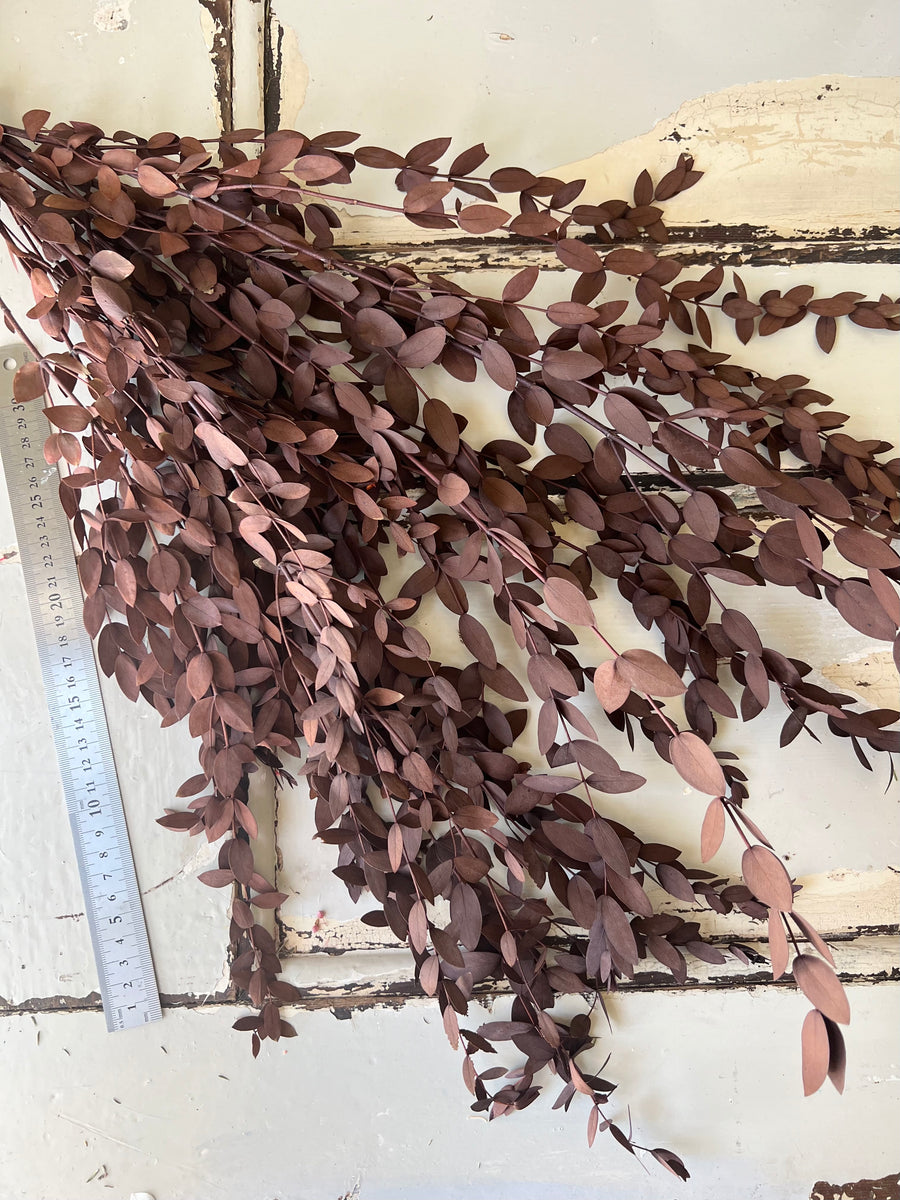 Preserved Eucalyptus | Parvifolia | Teadrop Thin Eucalyptus Gum