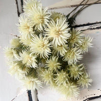 天然干燥的菲莉卡花 - 天然绿米色