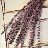 Preserved Eucalyptus / Gum