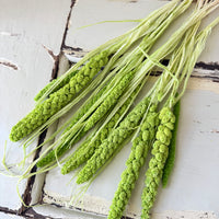 Dried Setaria / Foxtail Millet