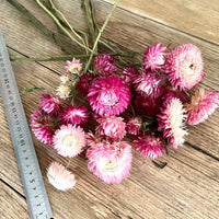 Naturally Dried Strawflower Daisy flower bunch - Helichrysum / Everlasting / Paper Daisy - stems / heads