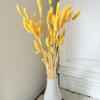 Dried Bunny Tail / Lagurus Ovatus