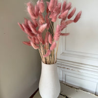 干兔尾/兔尾草