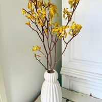 Preserved / Naturally Dried Kangaroo Paw