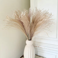 Naturally Dried Reed Canary Grass / Mischanthus Grass / Mini Pampas Grass
