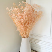 Preserved Broom Bloom / Genista