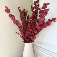 Preserved Eucalyptus / Gum