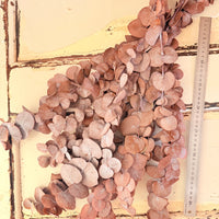 Preserved Eucalyptus / Gum