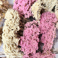 Naturally Dried Brownii / Verticordia