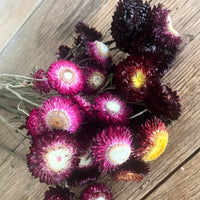Naturally Dried Strawflower Daisy flower bunch - Helichrysum / Everlasting / Paper Daisy - stems / heads