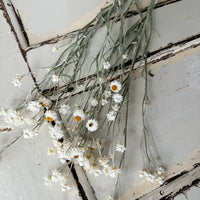 Naturally Dried Mini Everlasting Paper Daisy / Ammobium Daisy / Winged Everlasting - White