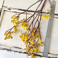 Preserved / Naturally Dried Kangaroo Paw