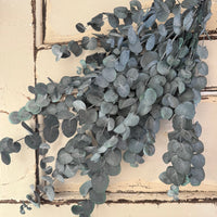 Preserved Eucalyptus / Gum