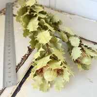 Naturally Dried Banksia & King Protea & Protea - Australian Native