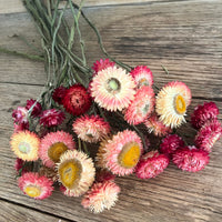 Naturally Dried Strawflower Daisy flower bunch - Helichrysum / Everlasting / Paper Daisy - stems / heads