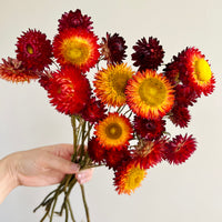 Naturally Dried Strawflower Daisy flower bunch - Helichrysum / Everlasting / Paper Daisy - stems / heads