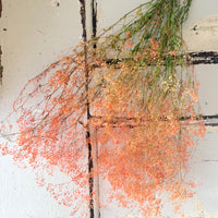 Preserved Delicate Baby's Breath - Gypsophila