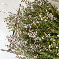 Naturally Dried / Preserved Tea Tree | Titree - natural green