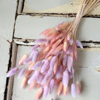 干兔尾/兔尾草
