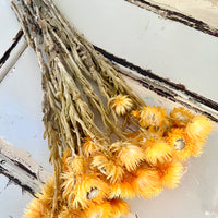 Preserved Heath Aster | Rock Flower