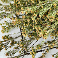Naturally Dried Leucadendron