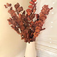 Preserved Eucalyptus / Gum