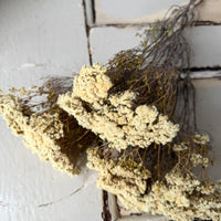 Naturally Dried Brownii / Verticordia