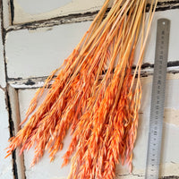 Naturally Dried / Coloured Oat / Avena