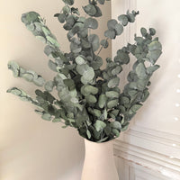 Preserved Eucalyptus / Gum