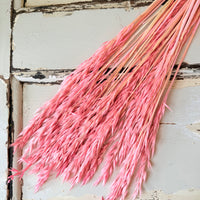 Naturally Dried / Coloured Oat / Avena