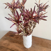 Naturally Dried Leucadendron - Australian Native
