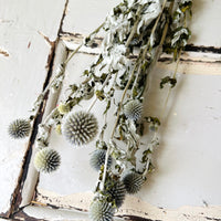 Naturally Dried Globe Thistle - blue