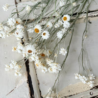 Naturally Dried Mini Everlasting Paper Daisy / Ammobium Daisy / Winged Everlasting - White