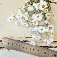 天然干燥的 Rhodanthe 永生雏菊花束