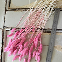 Dried Phalaris