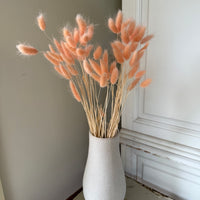 干兔尾/兔尾草