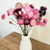 Naturally Dried Strawflower Daisy flower bunch - Helichrysum / Everlasting / Paper Daisy - stems / heads