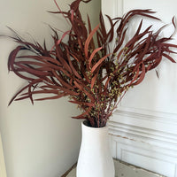 Preserved Eucalyptus / Gum