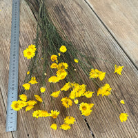 Naturally Dried Mini Paper Daisy / Sticky Everlasting Mini Daisy /Xerochrysum Viscosum- Yellow
