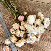 Naturally Dried Strawflower Daisy flower bunch - Helichrysum / Everlasting / Paper Daisy - stems / heads