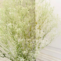 Preserved Delicate Baby's Breath - Gypsophila