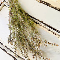 Naturally Dried / Preserved Tea Tree | Titree - natural green