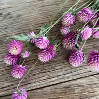 Naturally Dried  Strawberry Fields / Gomphrena Globasa