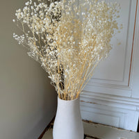 Preserved Broom Bloom / Genista