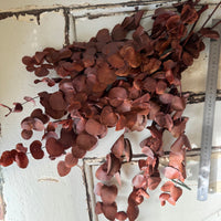 Preserved Eucalyptus / Gum