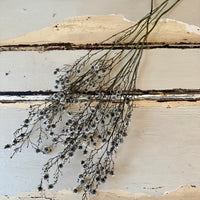 Dried Strillingia with pods
