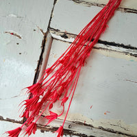 Naturally Dried / Coloured Nigella Flower