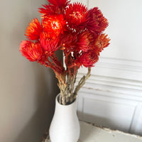 Preserved Heath Aster | Rock Flower